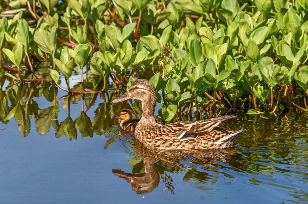 Additional image 41 of Bilsham Road, Yapton, BN18