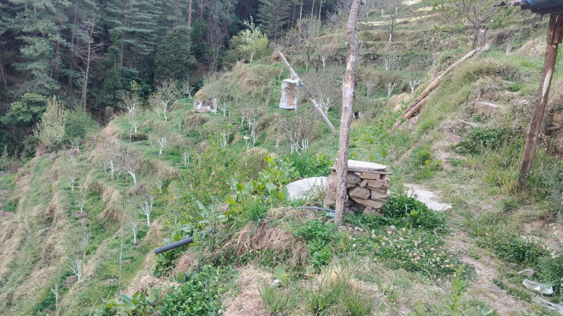 Additional image 2 of Narkand, Shimla