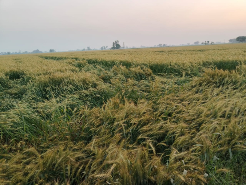 Additional image 2 of Doraha, Ludhiana