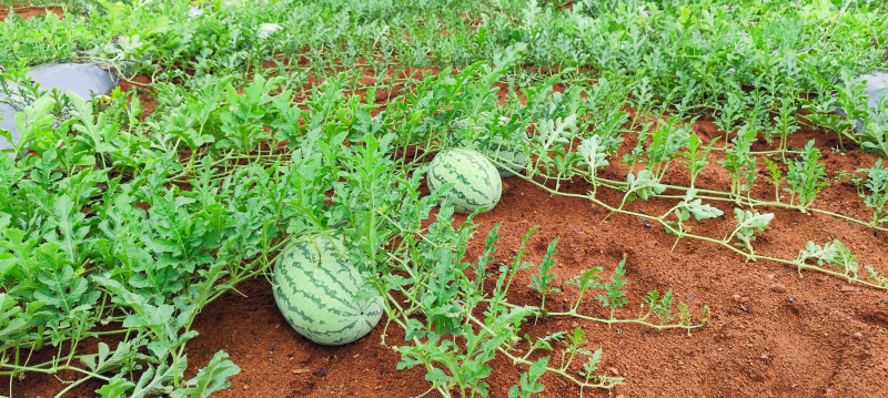 Additional image 2 of Ecr To Marakanam Road, Chennai