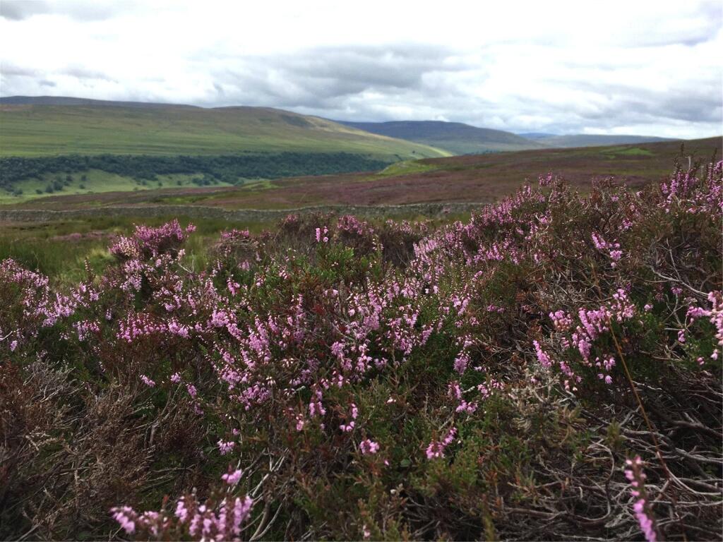 Additional image 3 of Land At Hawkswick Moor, Hawkswick, Skipton, North Yorkshire, BD23