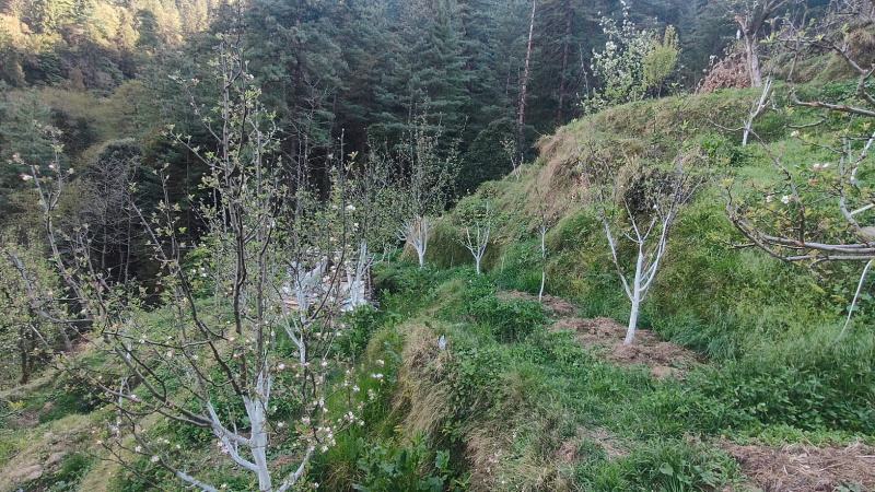 Additional image 3 of Narkand, Shimla