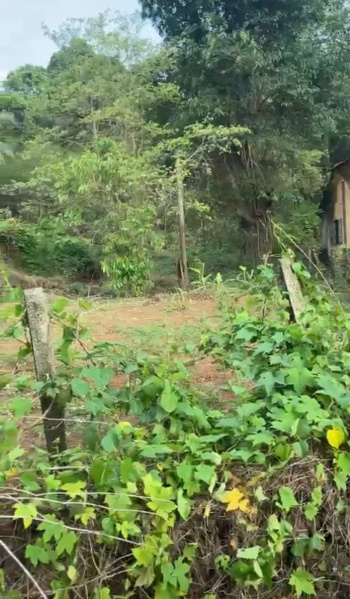 Additional image 2 of Moira, North Goa, Goa