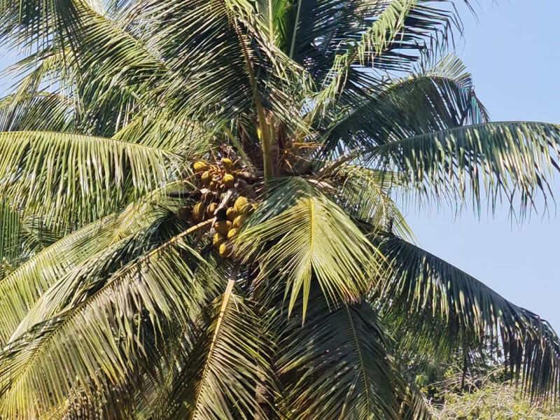 Kinathukadavu, Coimbatore