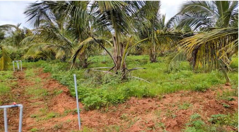 Additional image 3 of Hunsur, Mysore