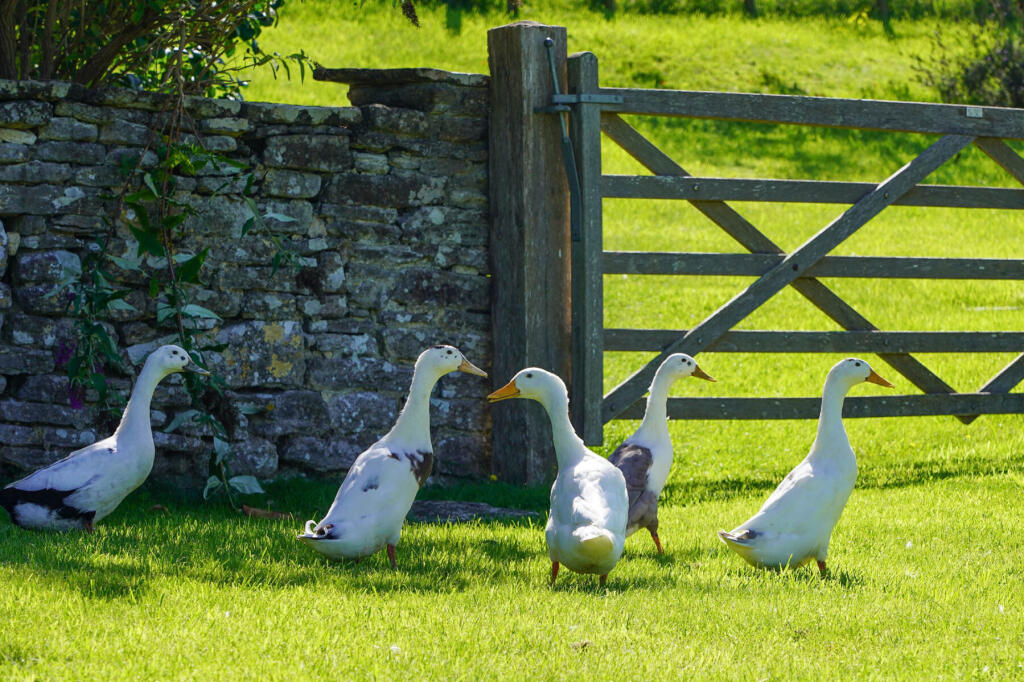 Additional image 25 of Corfe Castle, Dorset
