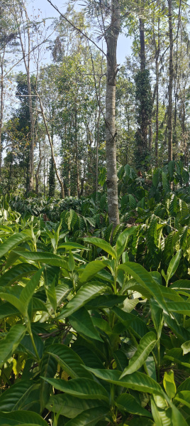 Additional image 2 of Coorg, Mysore