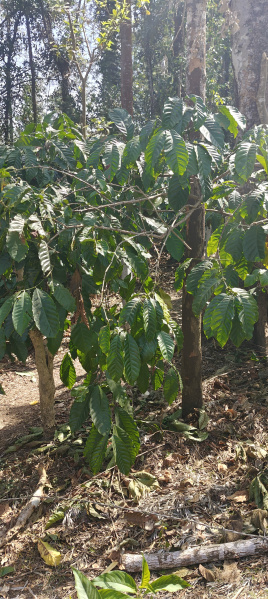 Additional image 3 of Coorg, Mysore