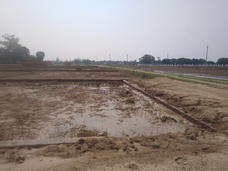 Additional image 3 of Tal Kandala, Gorakhpur