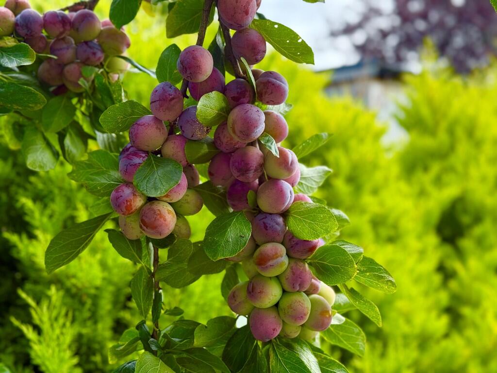 Additional image 29 of Hawke Close, Rustington