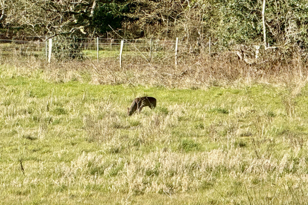 Additional image 10 of Burrows Lane, Verwood, BH31 7PH
