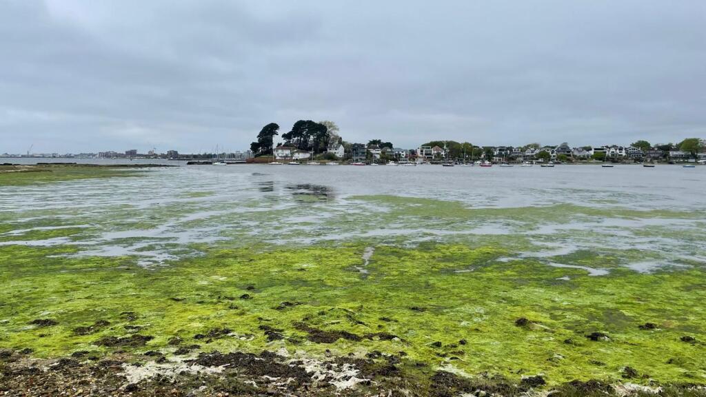 Additional image 22 of Salterns Point  Salterns Marina, Lilliput, Poole BH14 8LW
