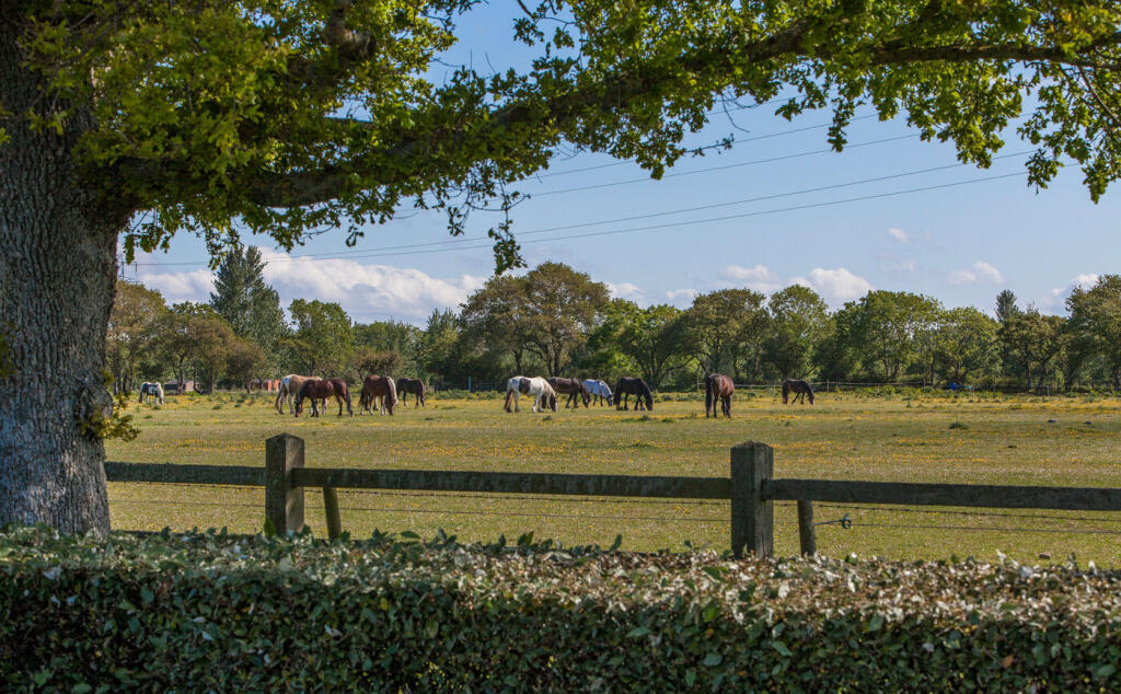 Additional image 10 of New Milton, Hampshire, BH25