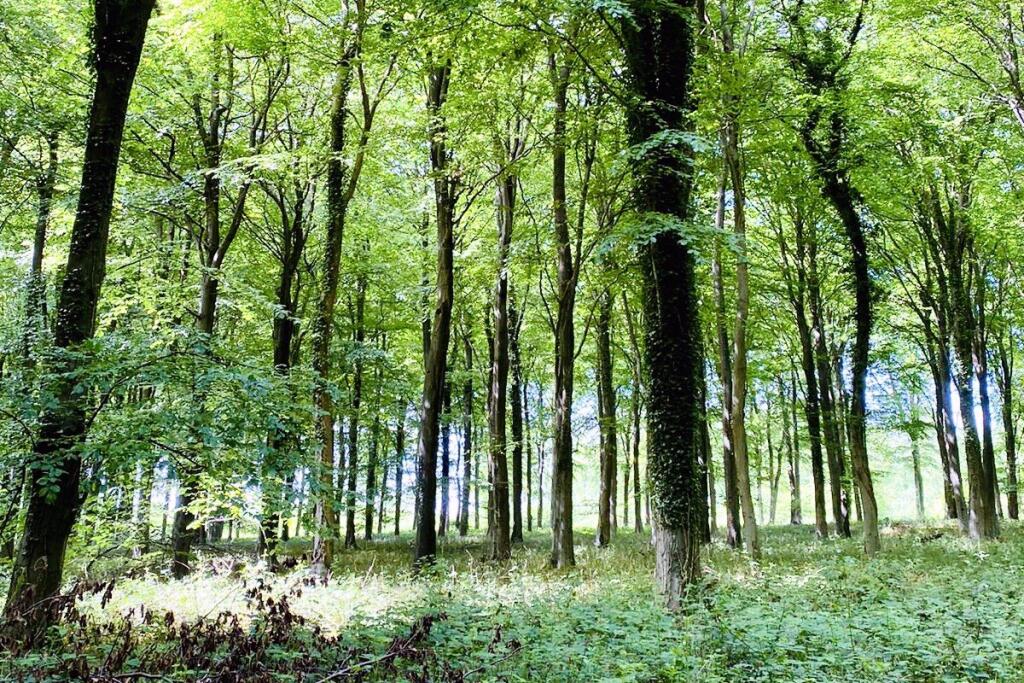 Additional image 22 of Hammerpot, Angmering, West Sussex