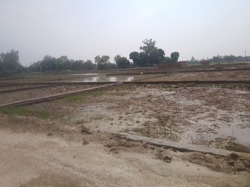 Additional image 2 of Tal Kandala, Gorakhpur