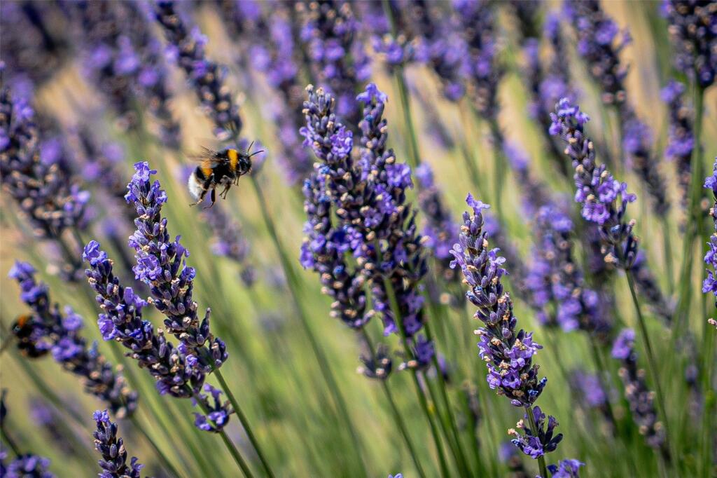 Additional image 6 of East Stoke, Wareham, Dorset