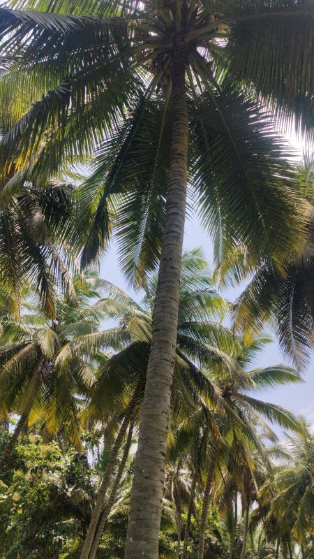 Additional image 3 of Pollachi, Coimbatore