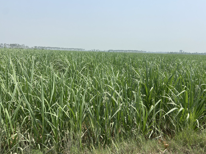 Additional image 2 of Garh Road, Meerut