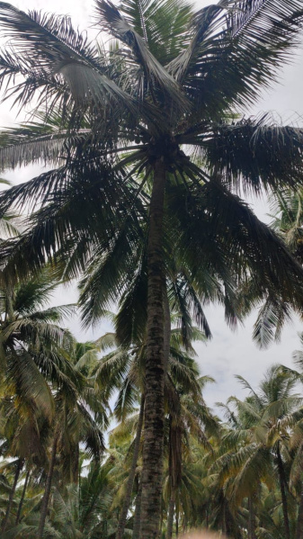 Additional image 3 of Pollachi, Coimbatore