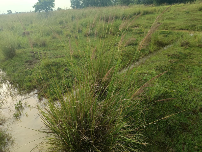 Additional image 2 of Rasulgarh, Bhubaneswar