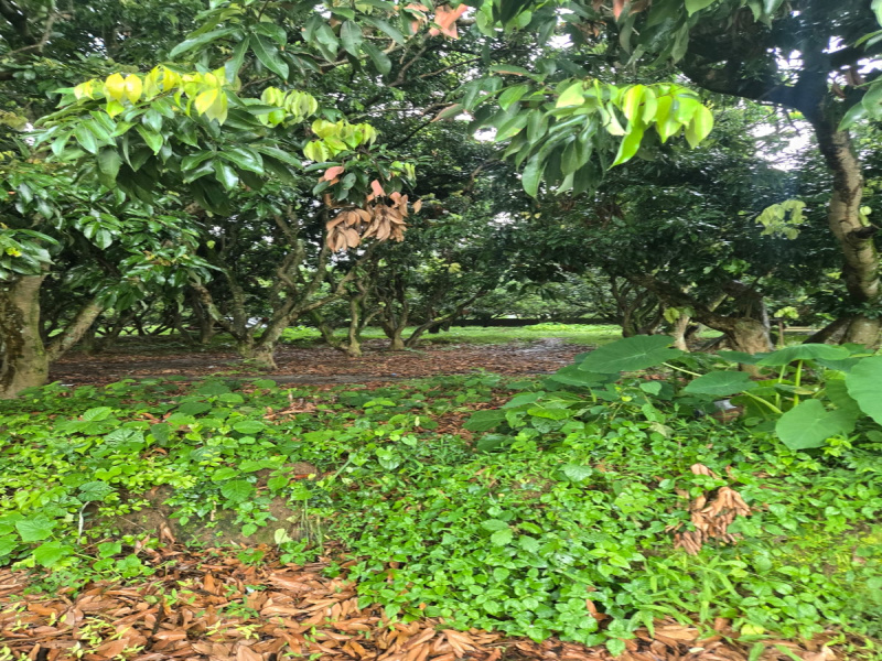 Additional image 2 of Dhaulas, Dehradun