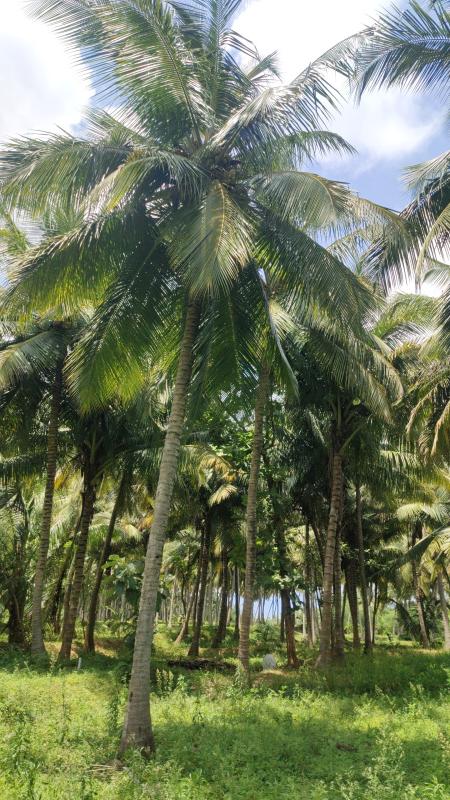 Additional image 2 of Pollachi, Coimbatore