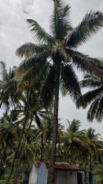 Additional image 2 of Pollachi, Coimbatore