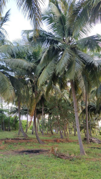 Additional image 3 of Pollachi, Coimbatore