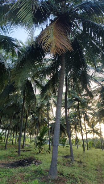 Additional image 2 of Pollachi, Coimbatore