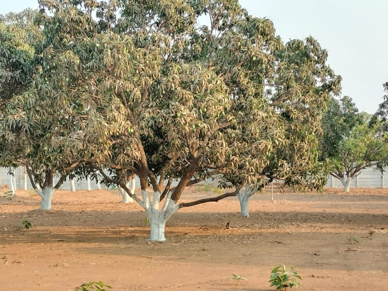 Primary image of Kharora, Raipur