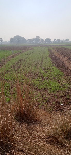 Additional image 2 of Beldari Chak, Patna