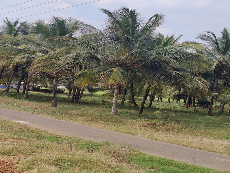 Additional image 3 of Pollachi, Coimbatore