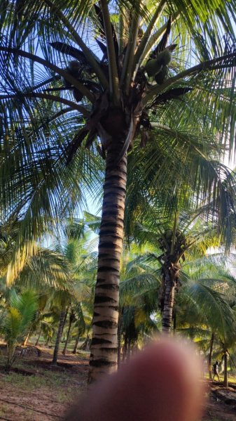 Additional image 2 of Pollachi, Coimbatore