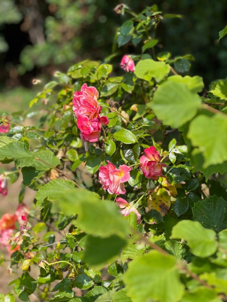 Additional image 15 of Chilcompton Road, Midsomer Norton