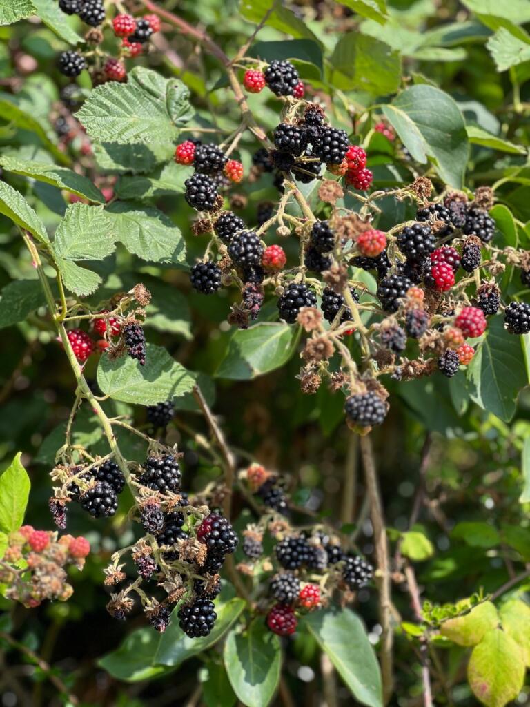 Additional image 17 of Chilcompton Road, Midsomer Norton