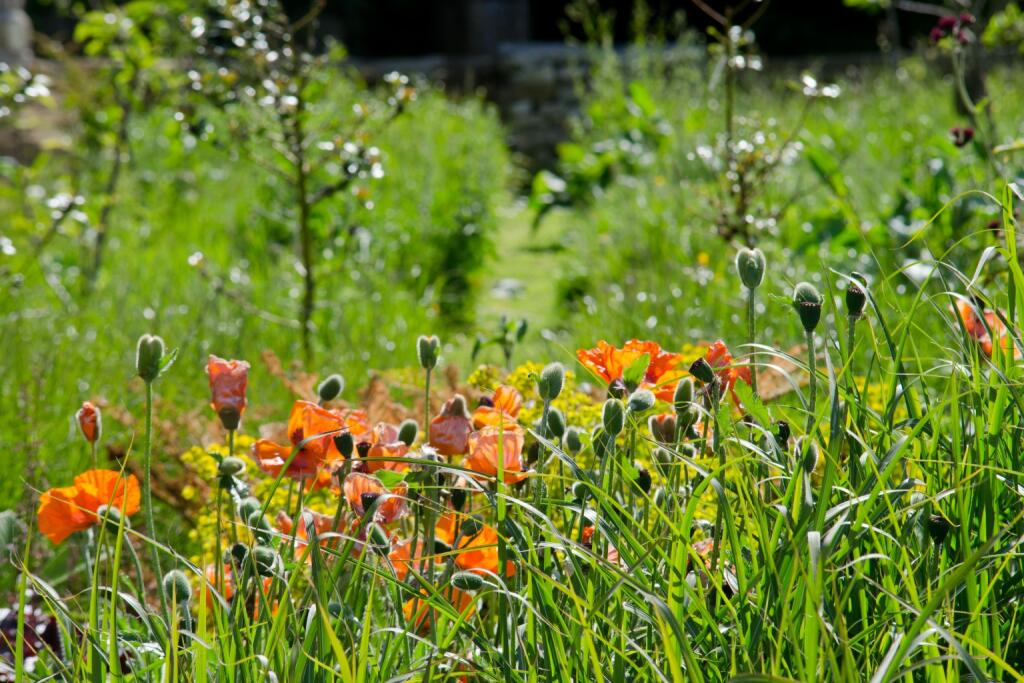 Additional image 12 of Bodden Somerset