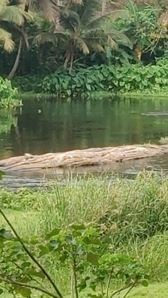 Additional image 2 of Pollachi, Coimbatore