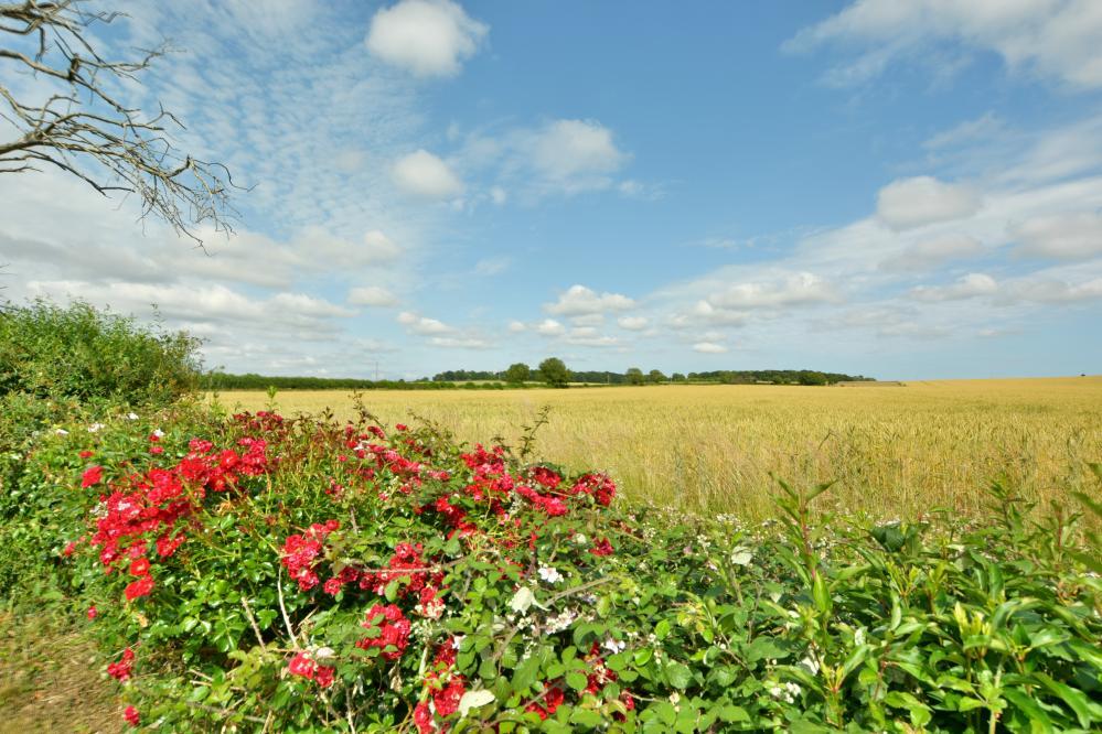 Additional image 36 of Matterley Cottages, Wimborne, BH21 7HN