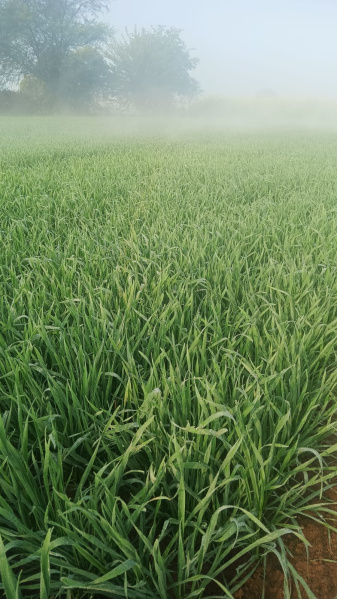 Additional image 3 of Naugaon, Alwar