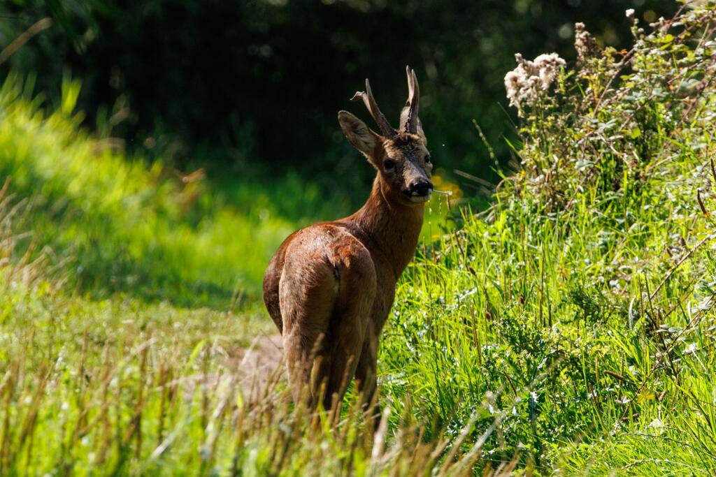 Additional image 4 of Broadway Lane, Bournemouth, BH8