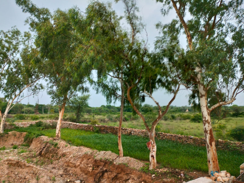 Additional image 3 of Mavli, Udaipur