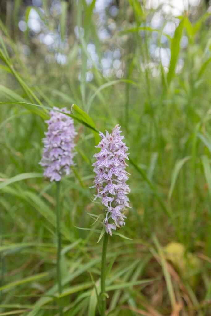 Additional image 10 of Grove Hill, Hellingly, Hailsham