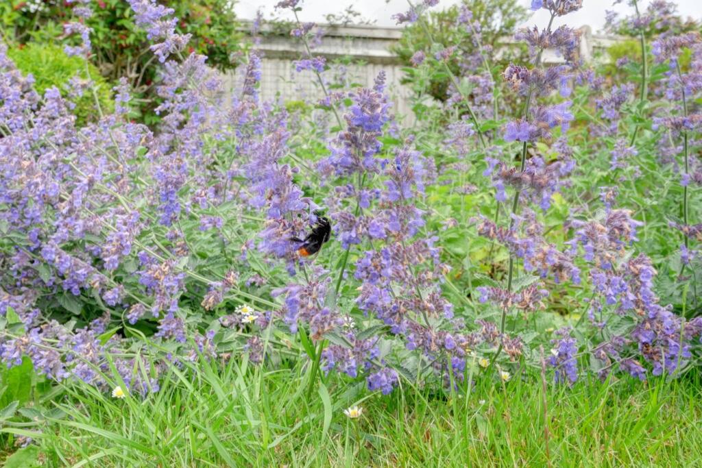 Additional image 26 of Jevington Road, Jevington, BN26