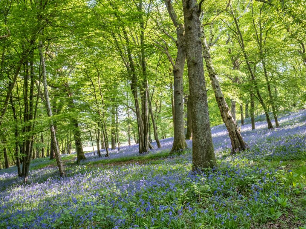 Additional image 28 of Bodle Street Green, Heathfield, East Sussex