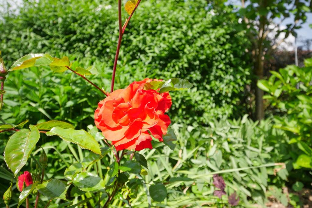 Additional image 11 of Binder Lane, Hailsham, BN27