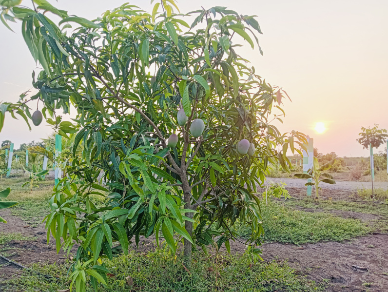 Additional image 2 of Tindivanam, Pondicherry