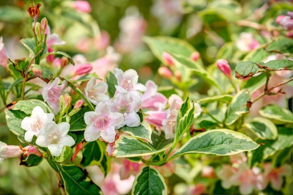 Additional image 72 of Deanland Road, Golden Cross, BN27