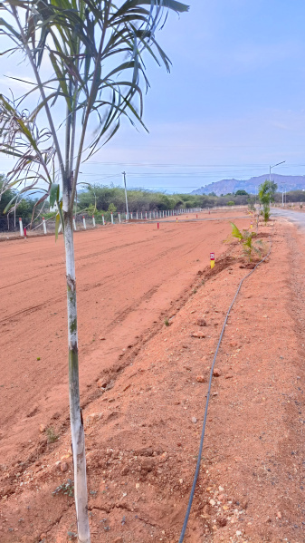 Additional image 2 of Thanakkankulam, Madurai