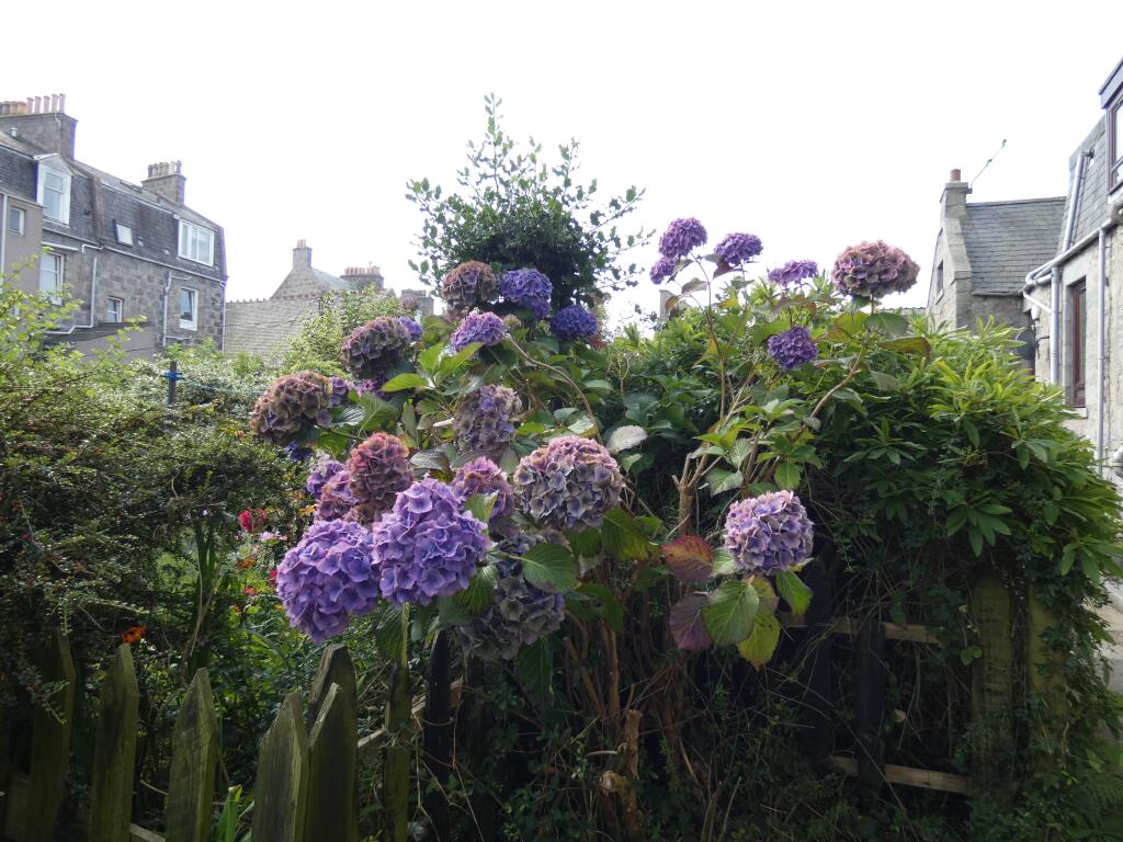 Additional image 4 of Holburn Street, Aberdeen, AB10