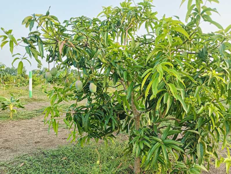 Additional image 3 of Tindivanam, Pondicherry